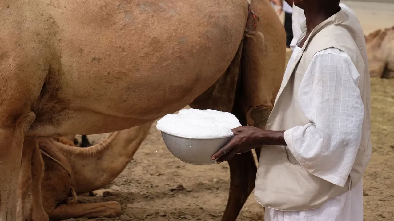 ఈ జంతువు పాలతో బోలెడు ప్రయోజనాలు!