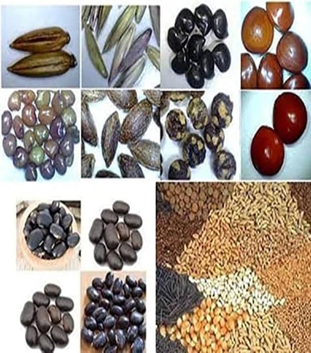 మగవాళ్లను వేధిస్తున్న ఆ సమస్యలకు ఈ గింజలతో గుడ్బై చెప్పేయండి!